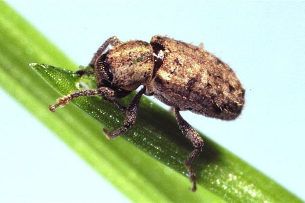 Argentine Stem Weevil